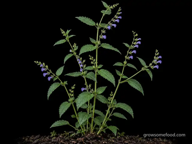 American Skullcap