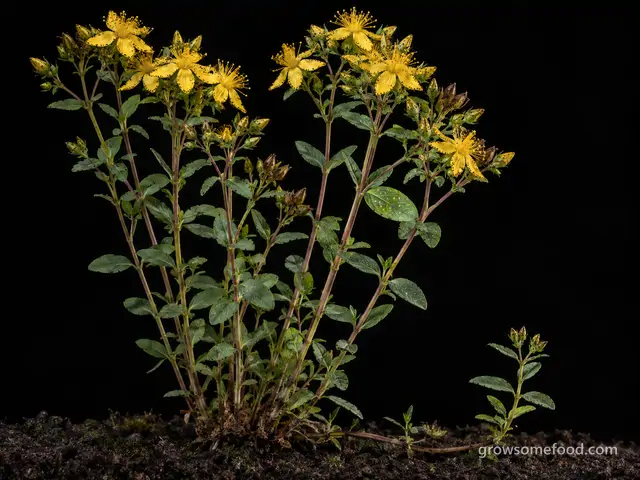 St. John's Wort