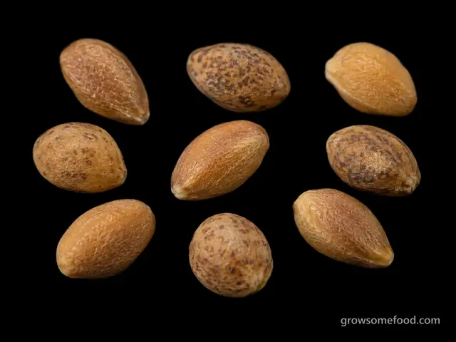 Arugula: Seed