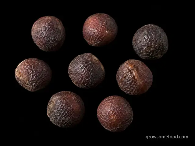 Broccoli: Seed