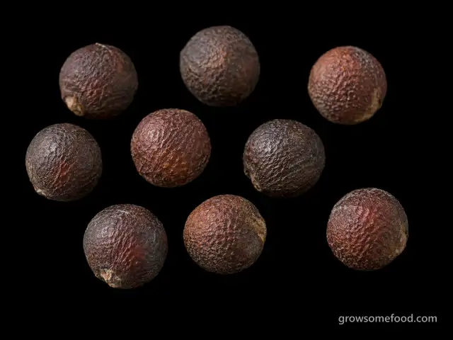 Brussels Sprouts: Seed