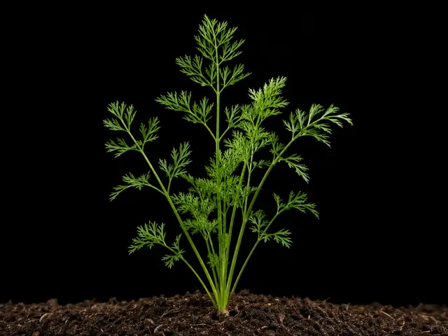 Carrot: Establishment