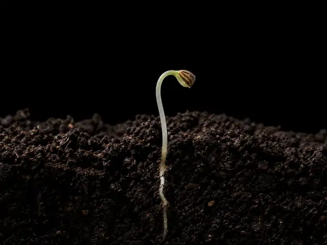 Carrot: Germination