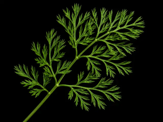 Carrot: Leaf close-up