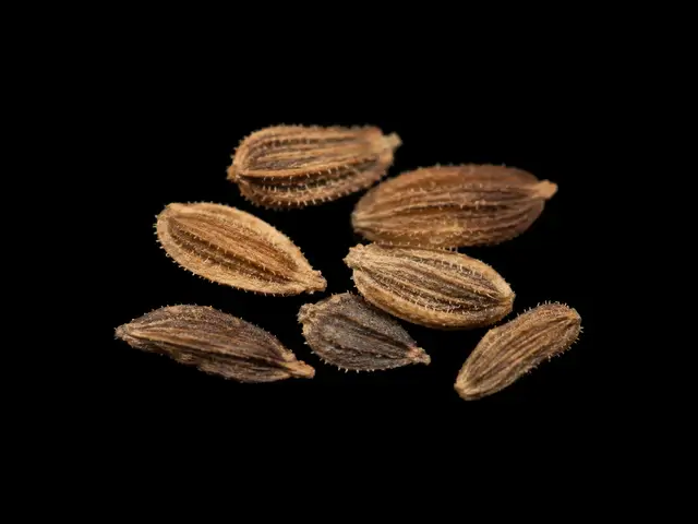 Carrot: Seed