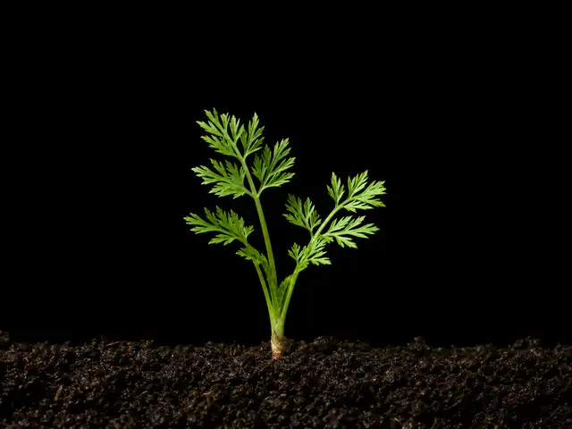 Carrot: Seedling