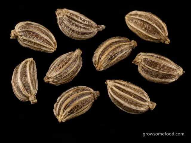 Celery: Seed