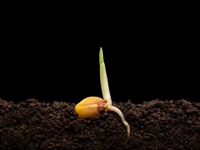 Sweet Corn: Germination