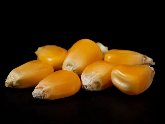 Sweet Corn: Seed