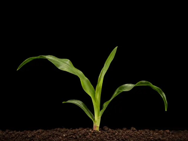 Sweet Corn: Seedling