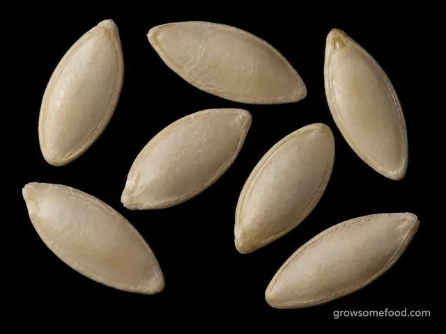 Cucumber: Seed