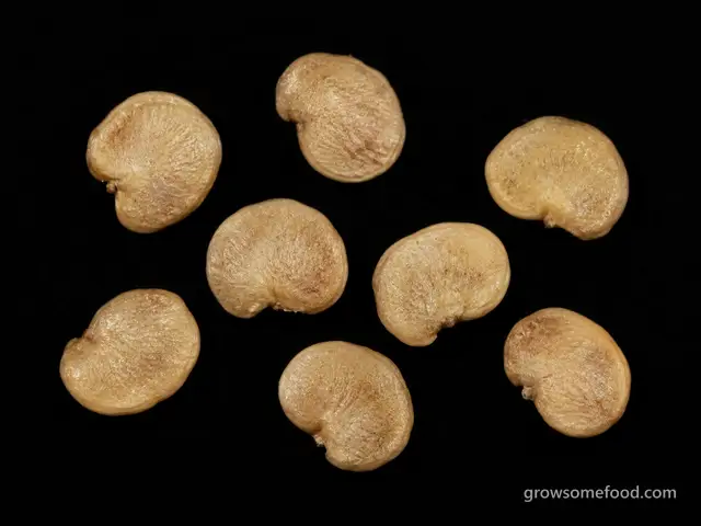 Eggplant: Seed