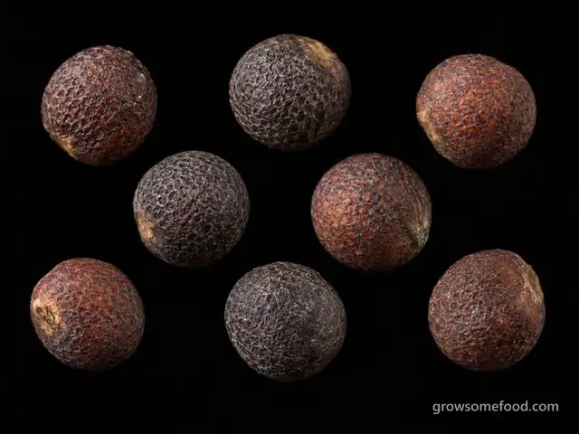 Kale: Seed