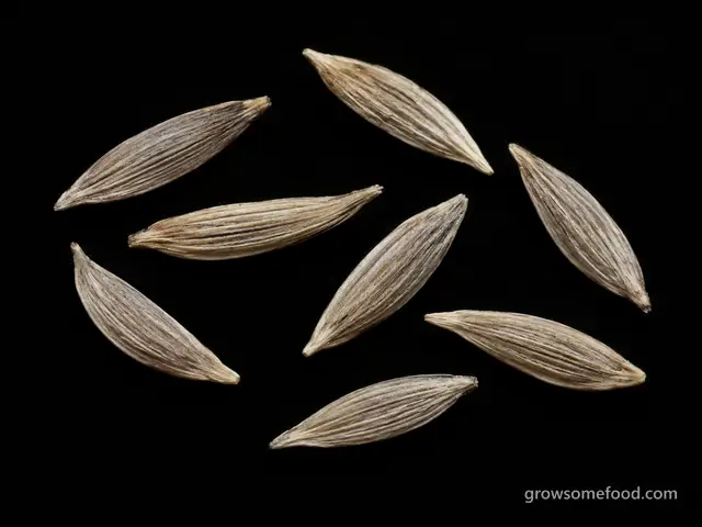 Lettuce: Seed