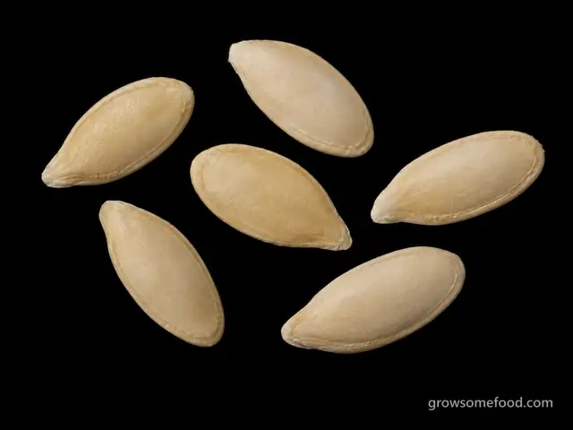 Muskmelon: Seed