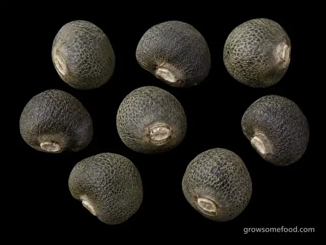 Okra: Seed
