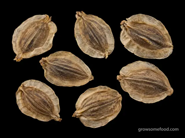 Parsnip: Seed
