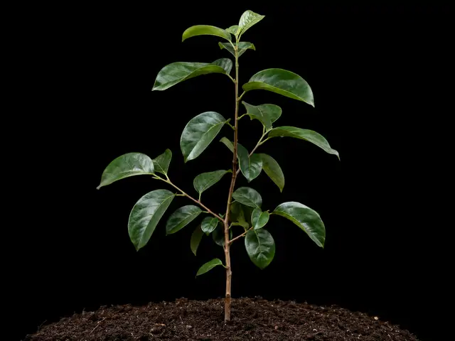 Persimmon: Establishment