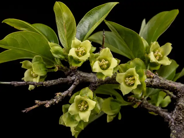 Persimmon: Flowering