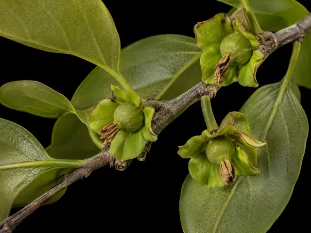 Persimmon: Fruit set