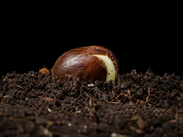 Persimmon: Germination