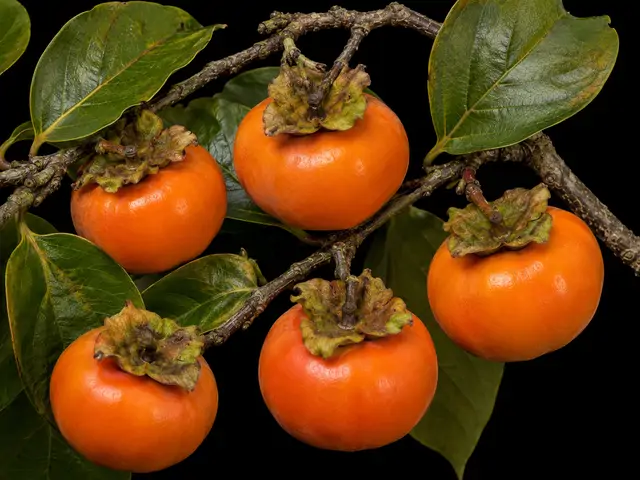 Persimmon: Harvest-ready
