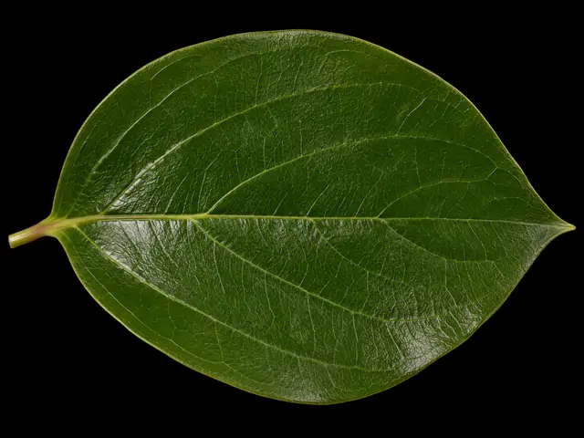 Persimmon: Leaf close-up