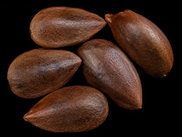 Persimmon: Seed