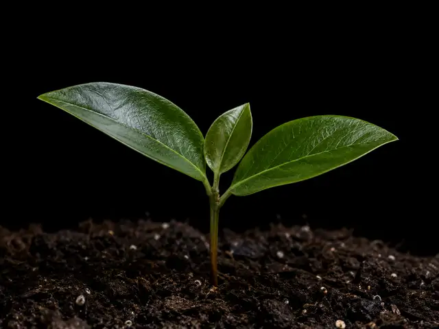 Persimmon: Seedling