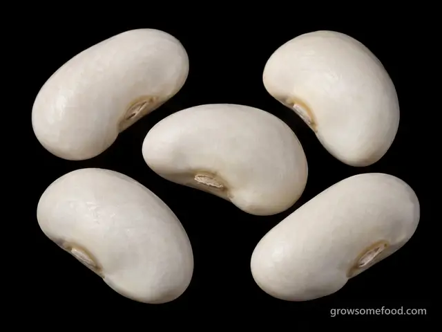 Pole Bean: Seed