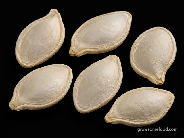 Pumpkin: Seed