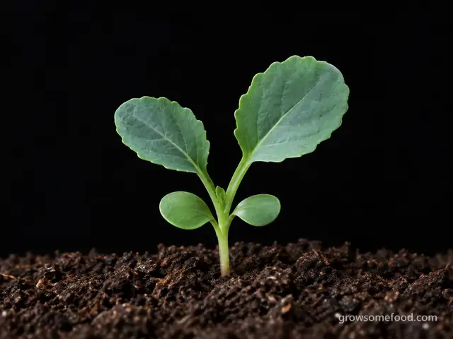 Rutabaga: Seed