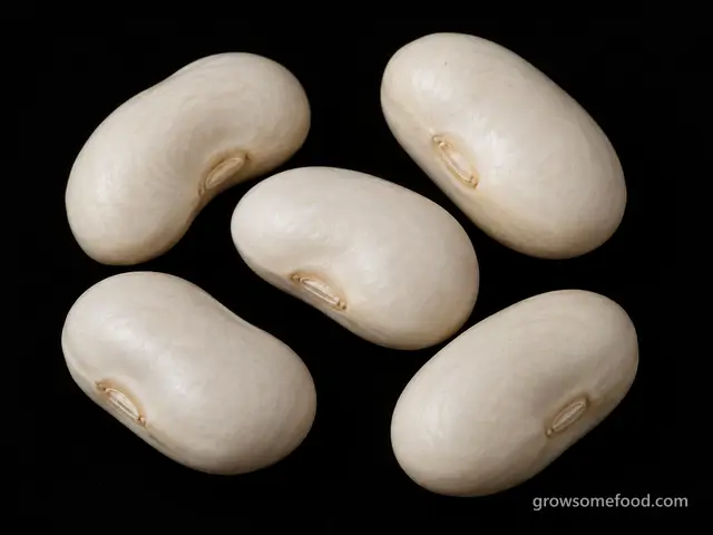 Snap Bean: Seed