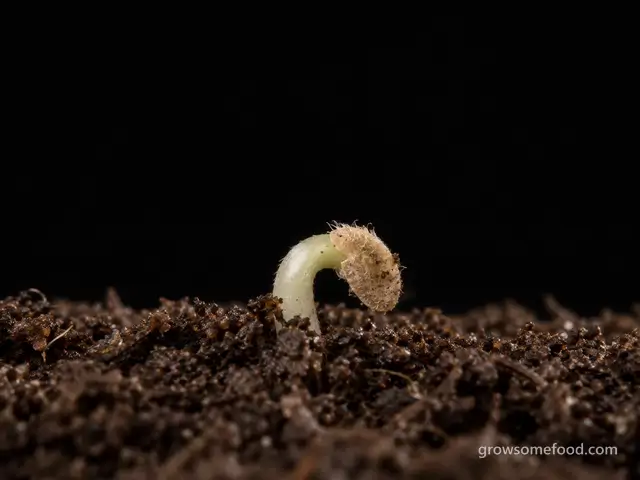 Tomato: Germination