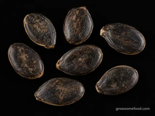 Watermelon: Seed