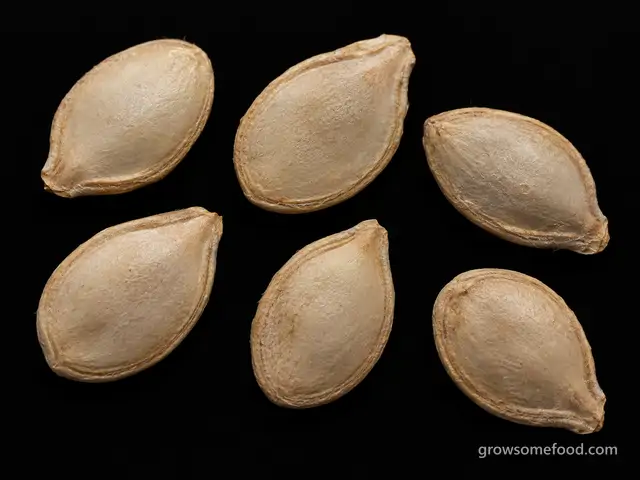 Winter Squash: Seed