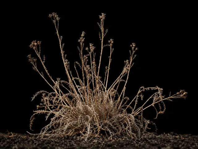 Yarrow: Dormant