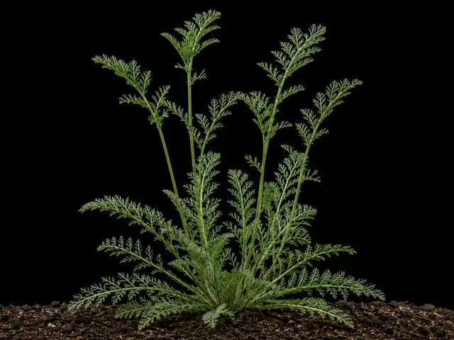 Yarrow: Establishment