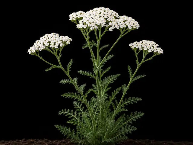 Yarrow: Flowering