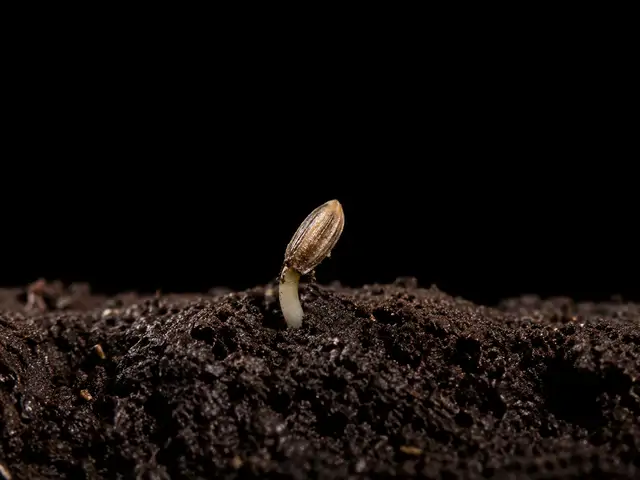 Yarrow: Germination