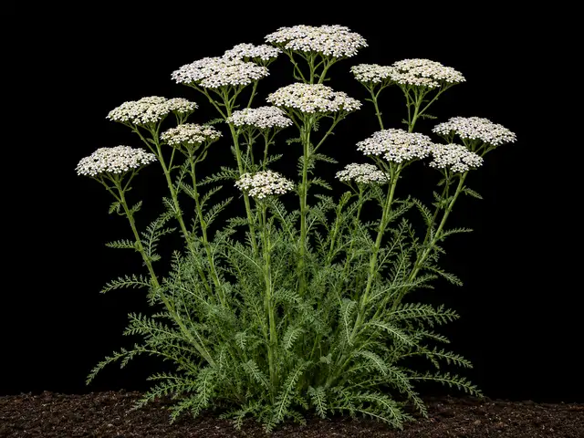 Yarrow: Harvest-ready