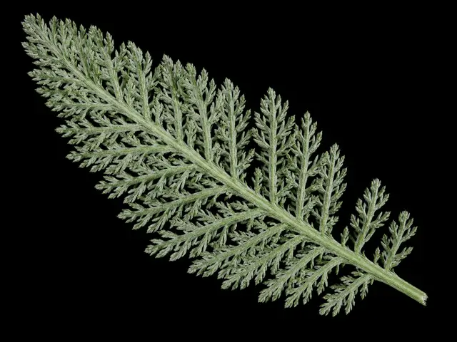 Yarrow: Leaf close-up