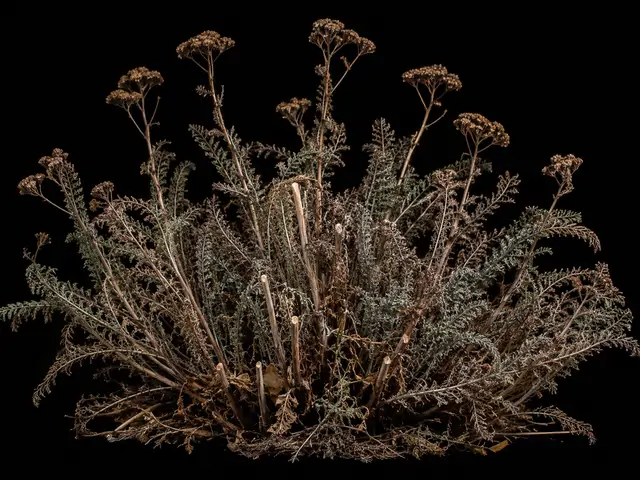 Yarrow: Overwinter