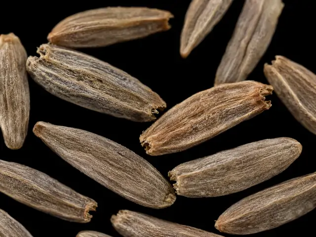 Yarrow: Seed