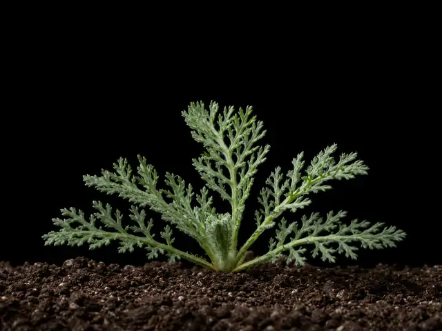Yarrow: Seedling