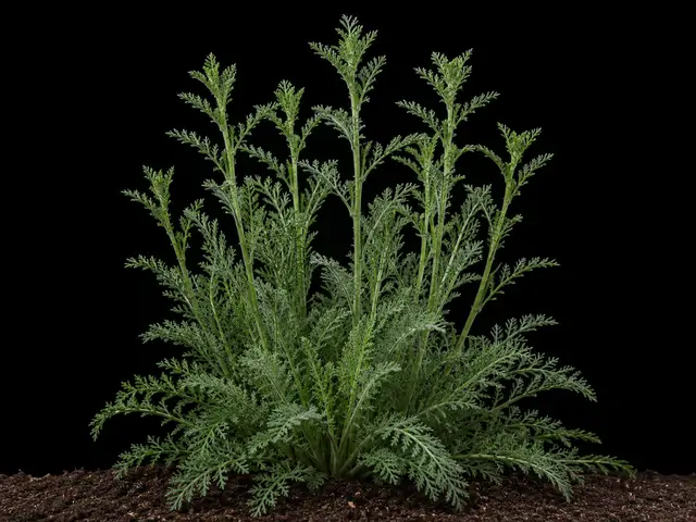 Yarrow: Vegetative (full grown)