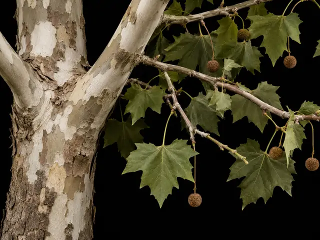 American Sycamore