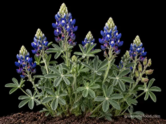 Texas Bluebonnet