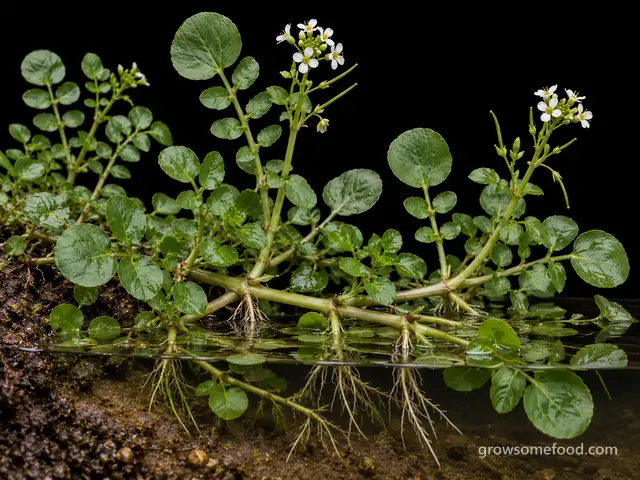 Watercress