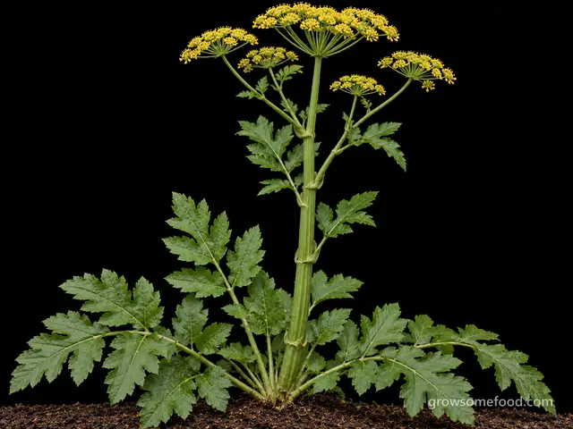 Wild Parsnip